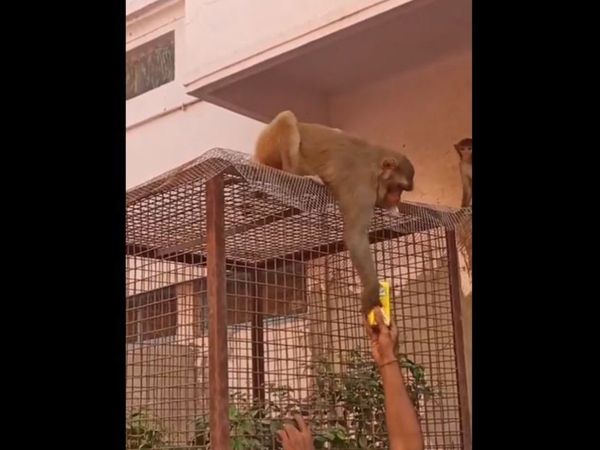 Monkey Funny Video Monkey Google trends Viral Video