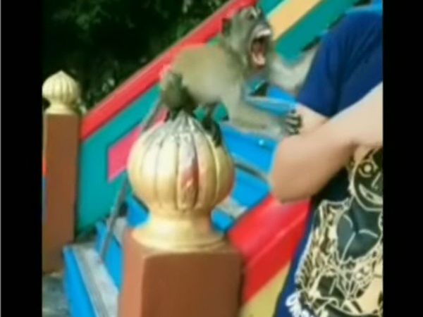 Bandar ka video Monkey attack on man during photo session funny viral video in hindi