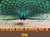 Peacock Feathers At Home Vastu Tips