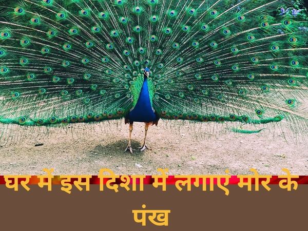Peacock Feathers At Home Vastu Tips