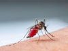 Malaria Prevention
