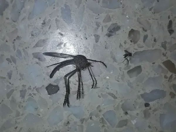 home remedies for mosquito bites