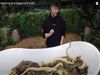 Snake Tub: 30 सेकेंड में 10 हजार डॉलर की कमाई, क्या आप ऐसा काम कर सकते हैं
