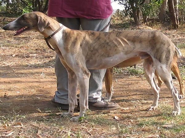 Mudhol Hound Dog, SPG, CRIC Baglakot