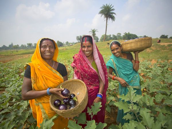 mukhyamantri bagwani bima yojana haryana