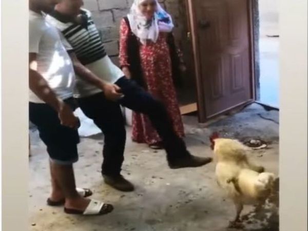 Viral Video Rooster funny dance video goes viral on social media netizens loved it