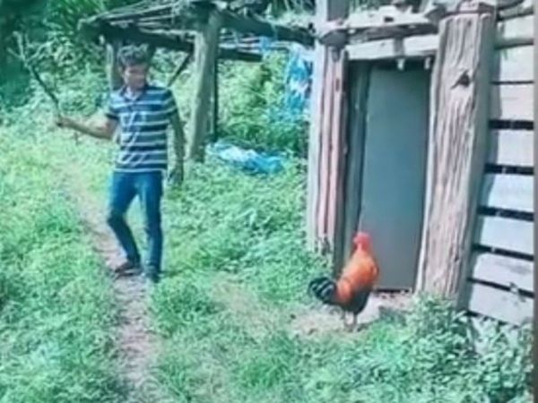 Murga funny video murga ne ladke ko sikhaya sabak watch viral video