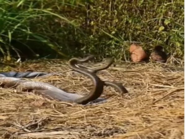 Naag Nagin Video Naag Nagin Love Video Goes Viral