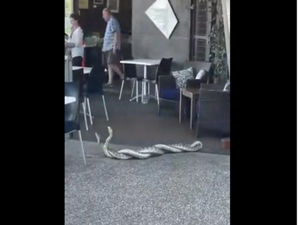 Snake Video Naag Nagin Romance Viral Video