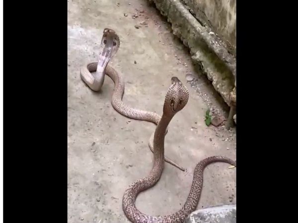 Naag Nagin Video Naag Nagin Romance Viral Video in Hindi