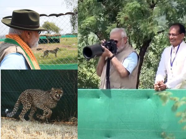 narendra modi, cheetah, mp, india