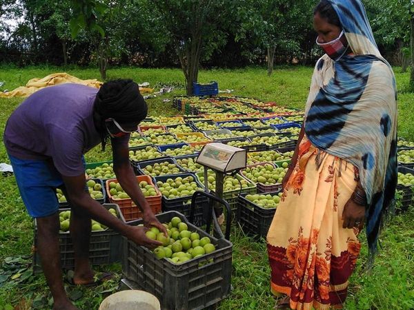 छत्तीसगढ़ ,दिल्ली,नासपाती, भूपेश बघेल, छत्तीसगढ़ के मुख्यमंत्री भूपेश बघेल ,Chhattisgarh, Delhi, Naaspati, Bhupesh Baghel, Chhattisgarh Chief Minister Bhupesh Baghel