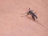 natural ways to get rid of mosquitos