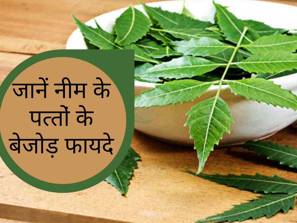 Neem Ke Fayde नीम से होते है सभी रोग दूर! फायदे जान हो जाएंगे हैरान