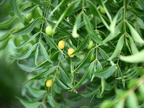 benefits of eating neem leaves
