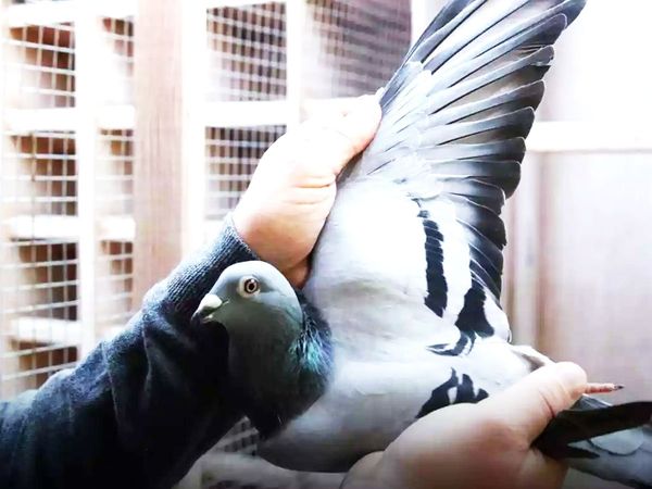 'New Kim' sold for 14 crore rupees, got the world's most expensive pigeon