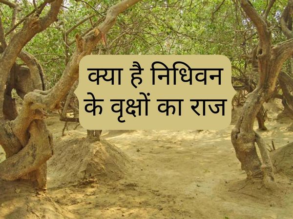 krishna janmashtami mysterious vrindavan nidhivan unknown facts