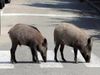 nude man ran behind wild boar