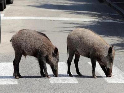 nude man ran behind wild boar