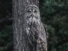 picture of owl sitting on tree is getting viral, IFS officer shares its on Twitter