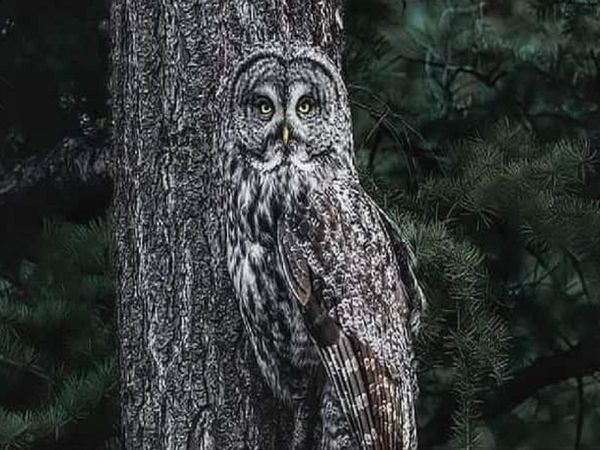 picture of owl sitting on tree is getting viral, IFS officer shares its on Twitter