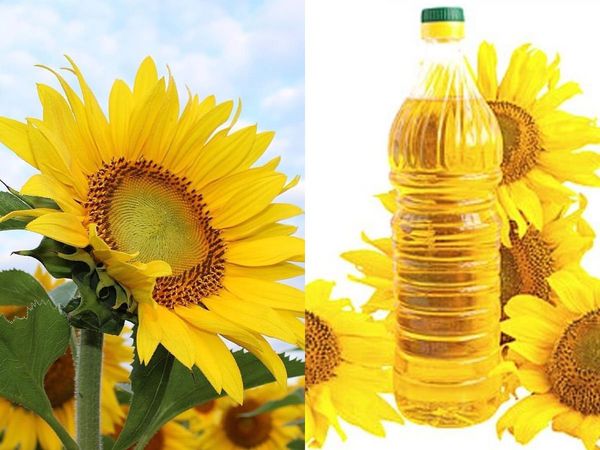 Sunflower Oil Benefits