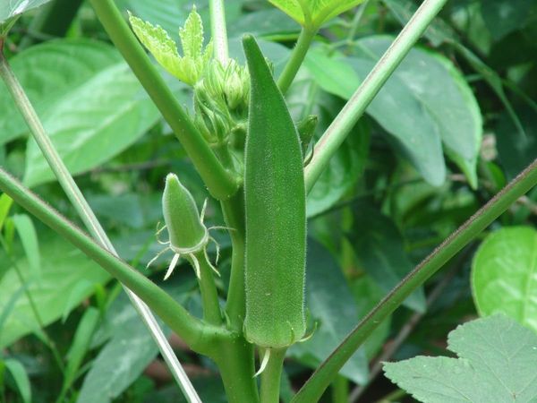 Grow Okra At Home