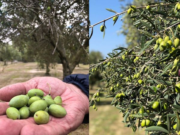 Olive Oil Amazing Benefits of  for Health and Skin