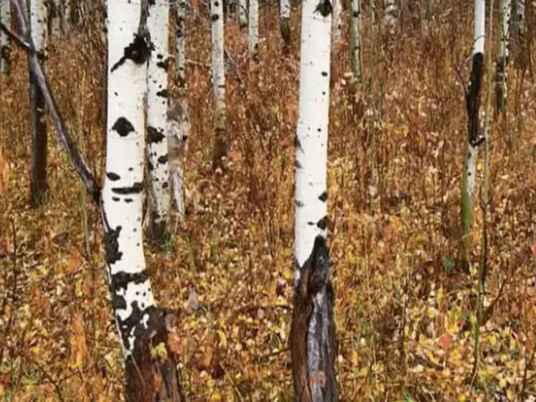 Can You Spot Wolf in Optical illusion Viral Photo