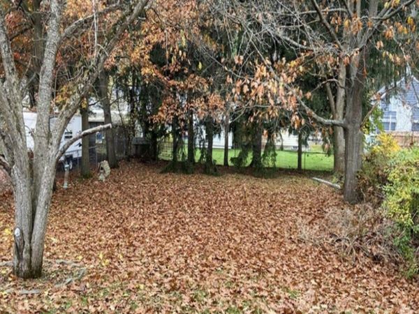 Can You Find Dog In Optical Illusion Viral Photo