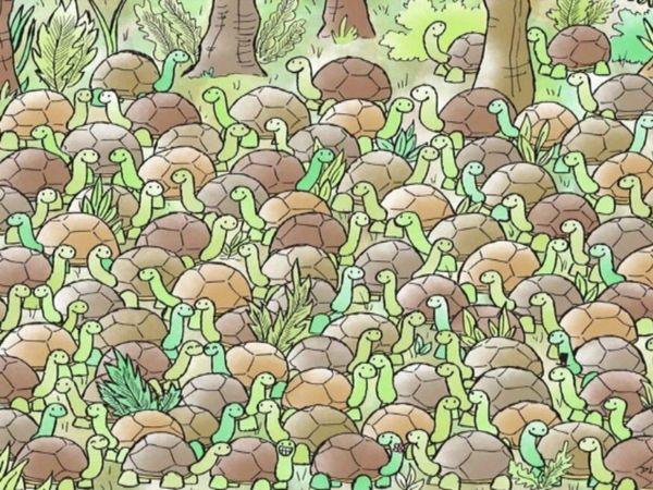 Can You Find Snake in Optical Illusion Viral Photo