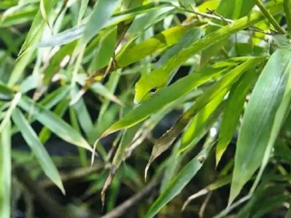 Can You Find Snake In Optical Illusion Viral Photo