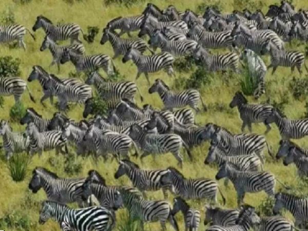 Can You Find Tiger Among zebras in hidden optical Illusion Photo