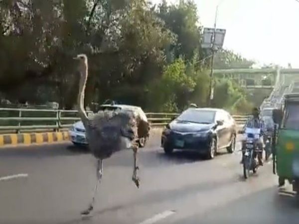 ostrich Running on canal road lahore pakistan video goes viral