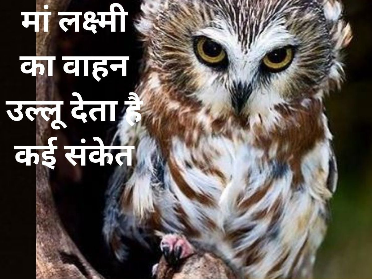 Vastu Tips how owl ullu can change the life owl significance in