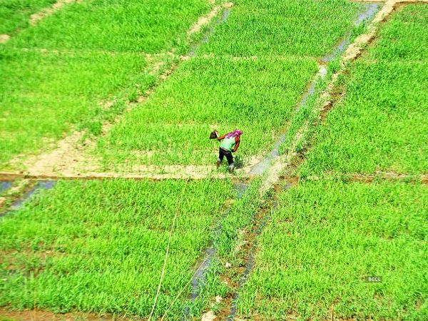 Kharif crops in India: खरीफ फसलों की बुआई का शानदार आगाज, 131.34 लाख हेक्टेयर क्षेत्र में धान की रोपाई