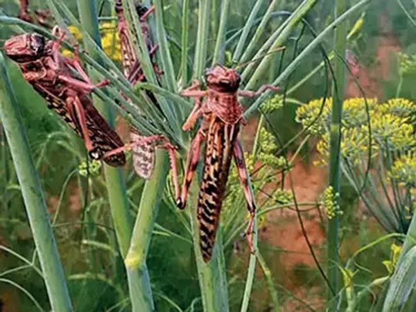 Pakistan:अब पाकिस्तान से आए टिड्डों का आतंक, भारत की सीमा में आकर खा रहे फसल,सदमे से एक किसान की मौत 