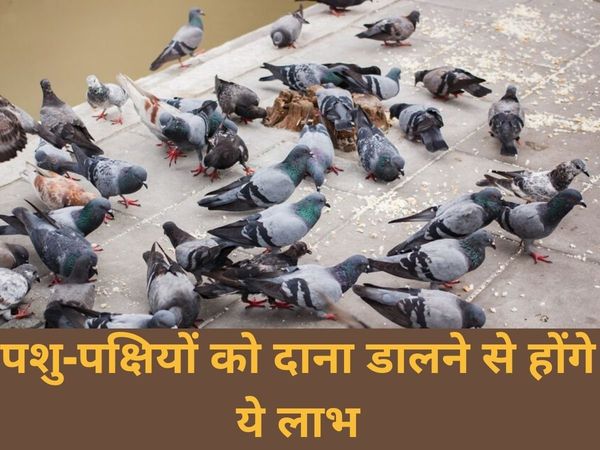 Significance Of Feeding Animal