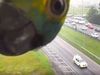 Parrot Came in front of Traffic camera Then What Happened Watch Video
