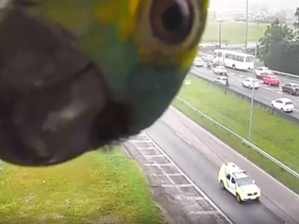 Parrot Came in front of Traffic camera Then What Happened Watch Video