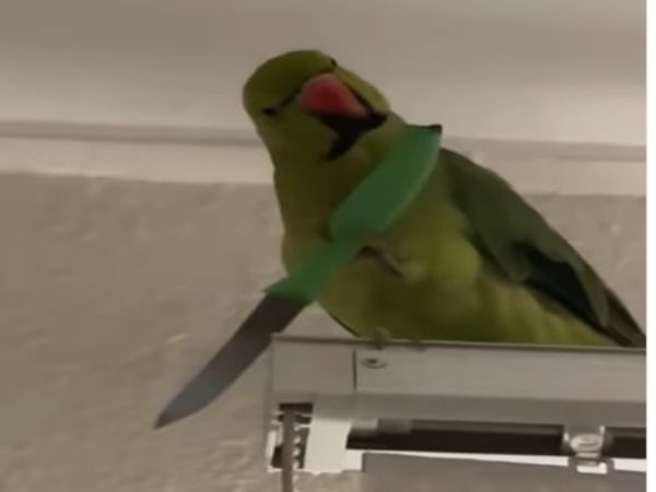 Parrot In Action Funny Video Goes Viral on Social Media