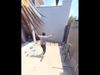 viral video parrot fly away with mobile phone then what happened watch viral video