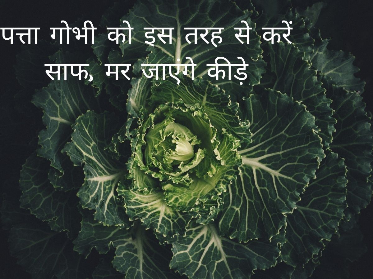 Monsoon Tips: बारिश के मौसम में पत्ता गोभी में लग जाते हैं कीड़े, तो इस ट्रिक से करें साफ