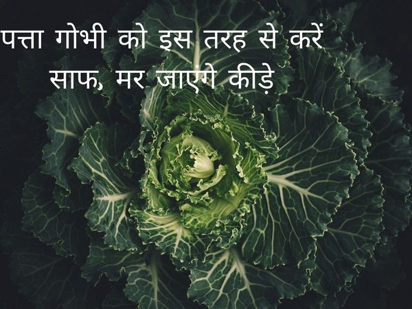 Tips To Clean Cabbage Worms