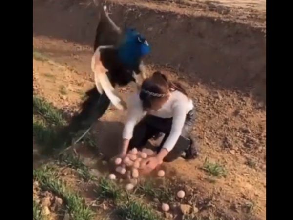 Woman Tries To Stealing Peacock Egg then what happened watch viral video