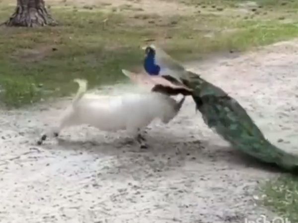 Interesting fight of goat and peacock, you will be surprised to watch viral video