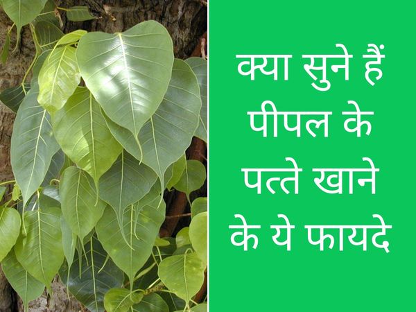 Health benefits of Peepal leaf 