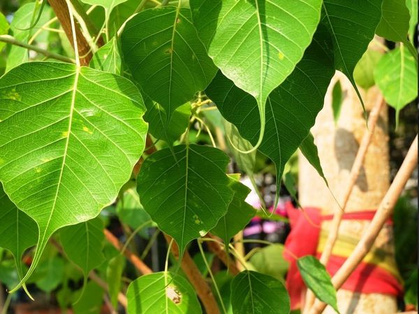 peepal tree upay, peepal ke ped ke upay 
