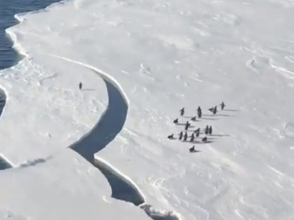 Viral Video 33 Second penguins Video Goes Viral on Social Media