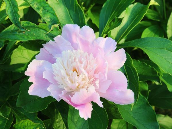  peonia flowers